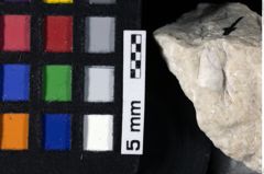 Foto (Detailansicht) von Mundopsidae indet. (NHMW-GEO-1990-0041-0177)